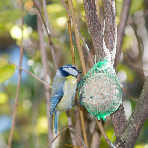 bird eating netted fat ball